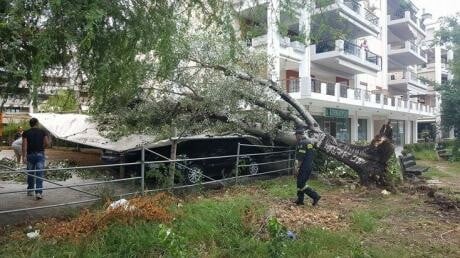 Πάτρα: Πτώσεις δέντρων από τους ισχυρούς ανέμους