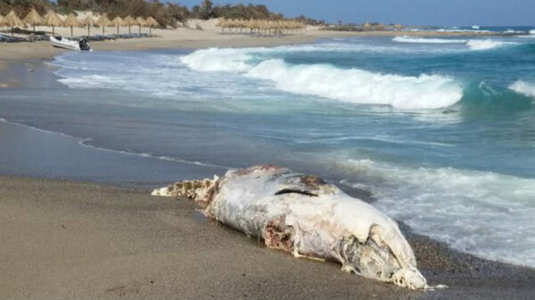 Nεκρή φάλαινα ξεβράστηκε στη Χρυσή, στην Ιεράπετρα