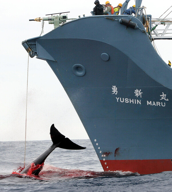 Η Ιαπωνία ολοκλήρωσε το ετήσιο κυνήγι φάλαινας παρά τις αντιδράσεις, σκοτώνοντας 115 φάλαινες