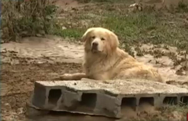 Λακωνία: O σκύλος που γλύτωσε από τις πλημμύρες και στεκόταν δίπλα στο νεκρό αφεντικό του