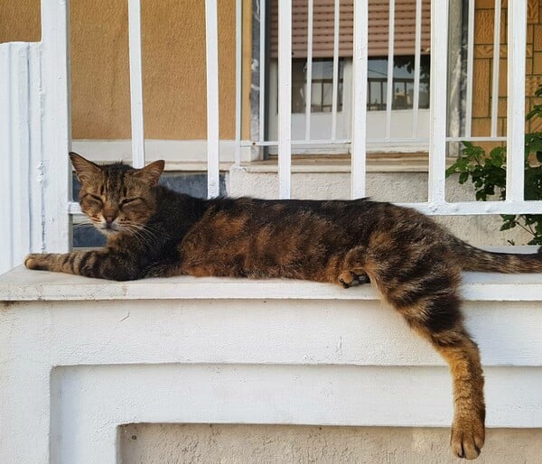 30 νέες φωτογραφίες απ' τα τέλεια ζώα των αναγνωστών μας