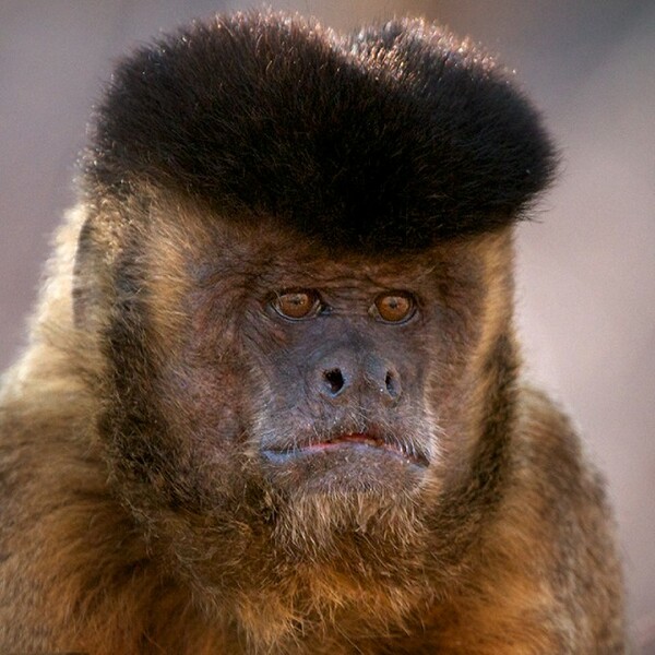 Οι επιστήμονες ανακάλυψαν μόλις ότι οι μαϊμούδες "έκλεψαν" άλλη μία αποκλειστικότητα από τους ανθρώπους