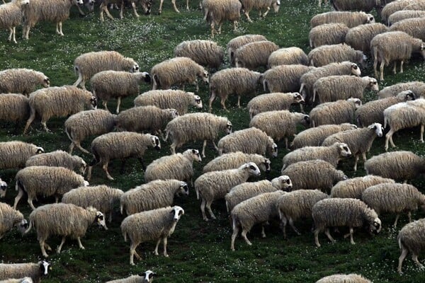 Αναστάτωση από πρόβατα στην Περιφερειακή της Θεσσαλονίκης