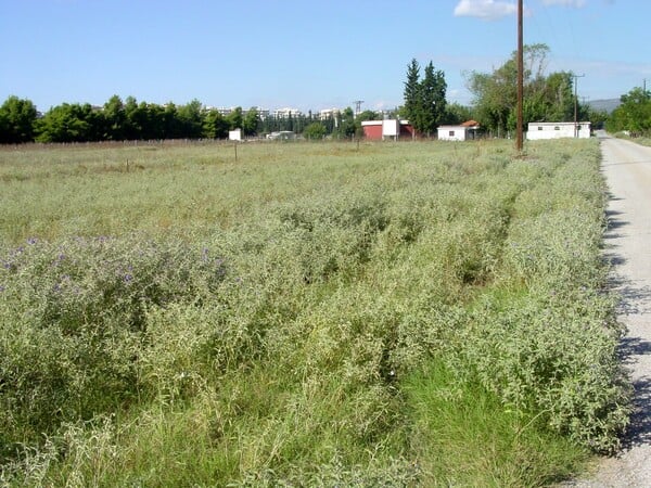 Θεσσαλονίκη: Ξενικό φυτό-εισβολέας απειλεί το οικοσύστημα