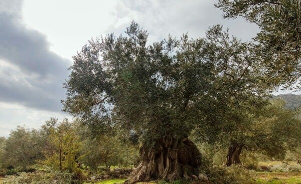 Στον πυρετό του λαδιού