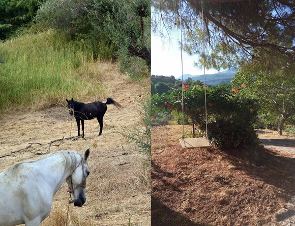 Το μάζεμα της σταφίδας