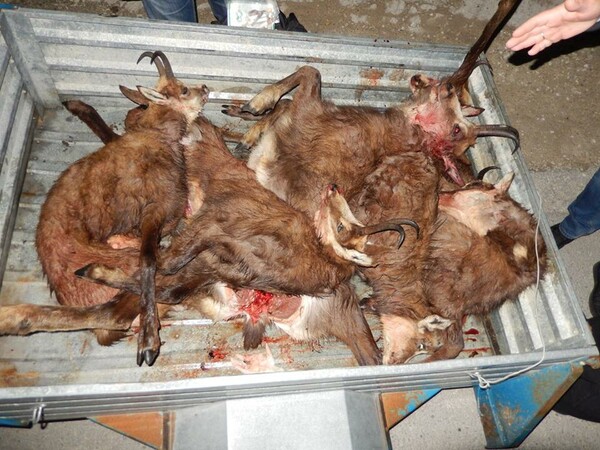 Ασυνείδητοι λαθροκυνηγοί σκότωσαν σπάνιες αγριόγιδες κοντά στα Γιάννενα - Συνελήφθησαν τρεις από αυτούς