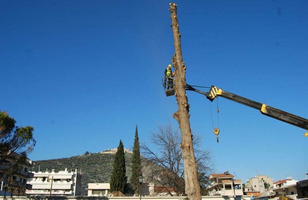 Ο δήμος Άργους έκοψε τελικά το ιστορικό κυπαρίσσι της πόλης