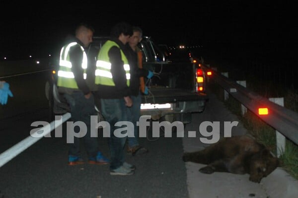 Νεκρή αρκούδα από τροχαίο στην Καστοριά