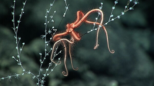 Το ερευνητικό NOAA Okeanos Explorer καταγράφει παράξενα πλάσματα στα παρθένα βάθη των ωκεανών