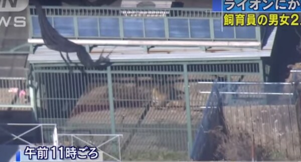Ιαπωνία: Λιοντάρι τραυμάτισε σοβαρά δύο άτομα που μπήκαν στο κλουβί του να το ετοιμάσουν για φωτογράφηση