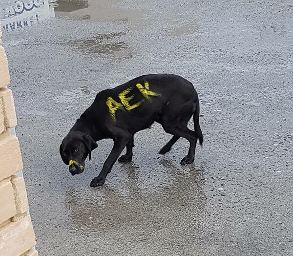 H AEK εξέδωσε ανακοίνωση για τον αδέσποτο σκύλο που κακοποιήθηκε από οπαδούς