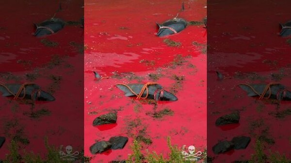 Σοκαριστικές εικόνες από τη φετινή μαζική σφαγή μαυροδέλφινων στα νησιά Φερόες