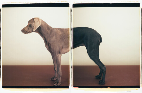 Τα πολύ γκλάμορους σκυλιά του William Wegman