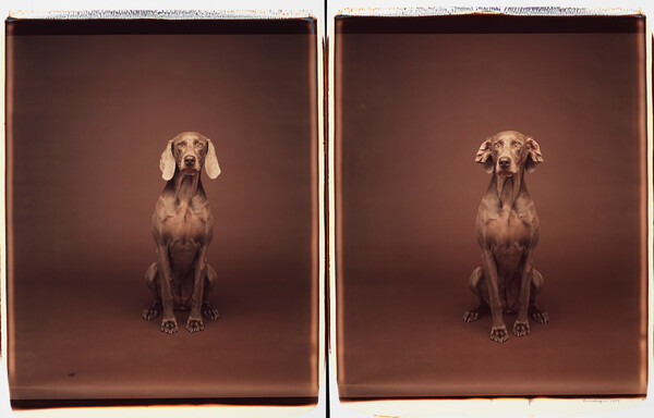 Τα πολύ γκλάμορους σκυλιά του William Wegman