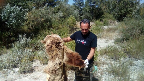 Κατεργασμένο δέρμα αρκούδας βρήκε στον Αλιάκμονα η ομάδα του «Αρκτούρου»