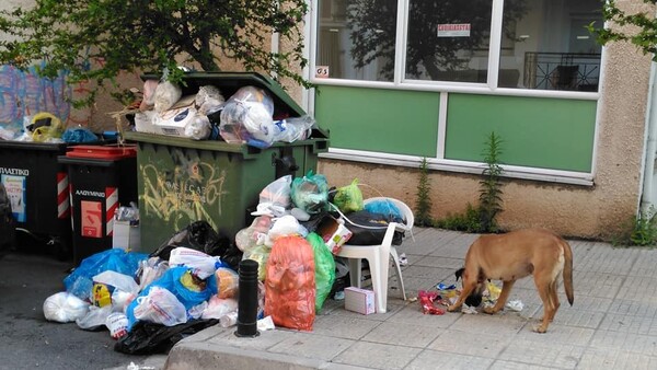 Θεσσαλονίκη: Ανακοίνωση για ιδιαίτερη προσοχή κατά την επαφή πολιτών με αδέσποτα ή οικόσιτα ζώα