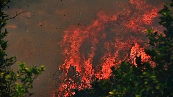 Πύργος: Πυρκαγιά σε δασική έκταση