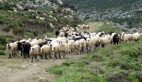 Κρούσμα ευλογιάς σε κοπάδι προβάτων στη Λέσβο- Έκτακτα μέτρα για να μην μεταδοθεί η μόλυνση και στην υπόλοιπη χώρα