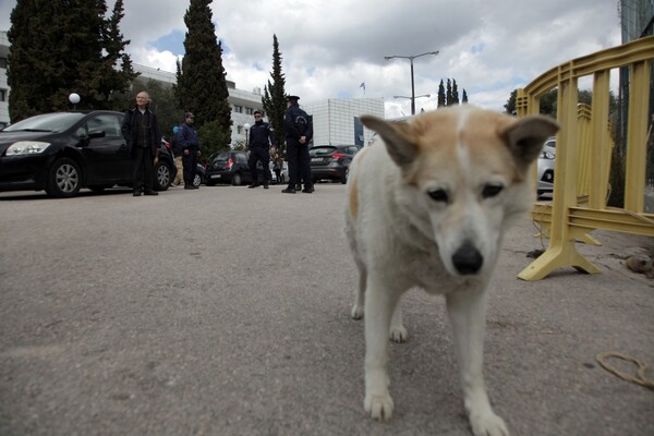 Ιστορική απόφαση για όσους κακοποιούν ζώα: Τι είναι «Ο Συνήγορος των ζώων» και πώς βοηθά στην προστασία τους