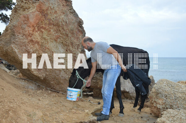 H απίστευτη ιστορία της Χάιδως - Το άλογο που χάθηκε στη θάλασσα και επέζησε για 15 μέρες σε ερημική παραλία