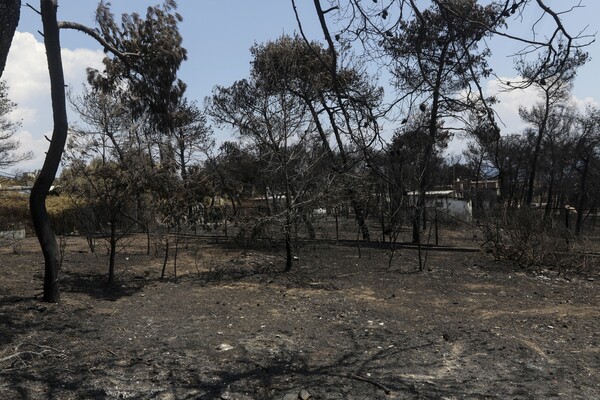 Ξεκίνησε η υλοτόμηση στην απαλλοτριωμένη ζώνη της λεωφόρου Μαραθώνος