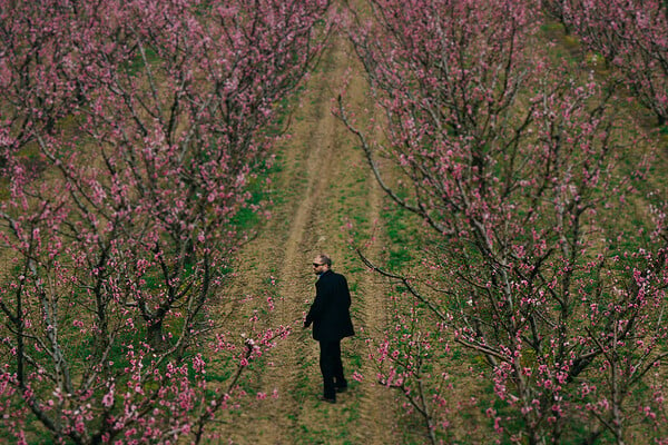 Το ελληνικό Hanami: Oι μοναδικές ανθισμένες ροδακινιές της Βέροιας