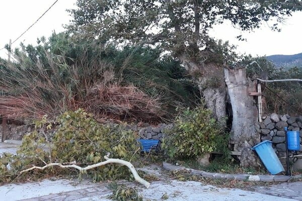 Ξεριζώθηκε ο πλάτανος στη Μυτιλήνη που έγινε σύμβολο της προσφυγικής κρίσης