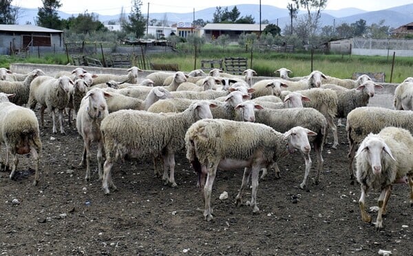 Έξι μήνες φυλακή σε κτηνοτρόφο για κακοποίηση των ζώων του