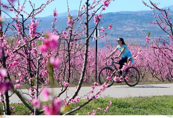 Το ελληνικό Hanami: Oι μοναδικές ανθισμένες ροδακινιές της Βέροιας