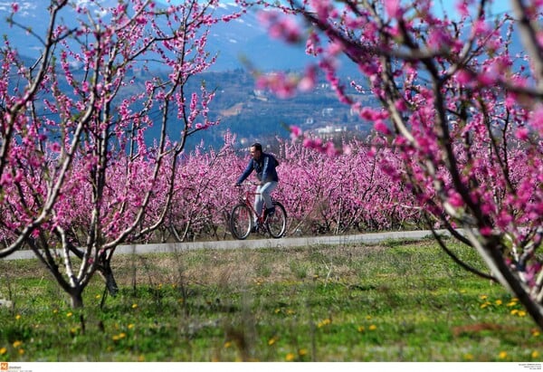 Το ελληνικό Hanami: Oι μοναδικές ανθισμένες ροδακινιές της Βέροιας