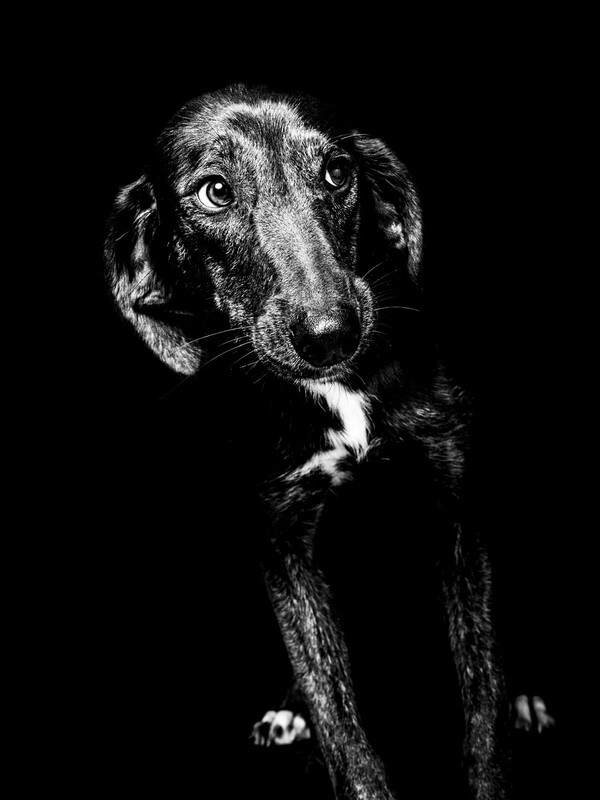 Μάτια πίσω από σίδερα - Η έκθεση με τα επιβλητικά πορτρέτα αδέσποτων σκύλων