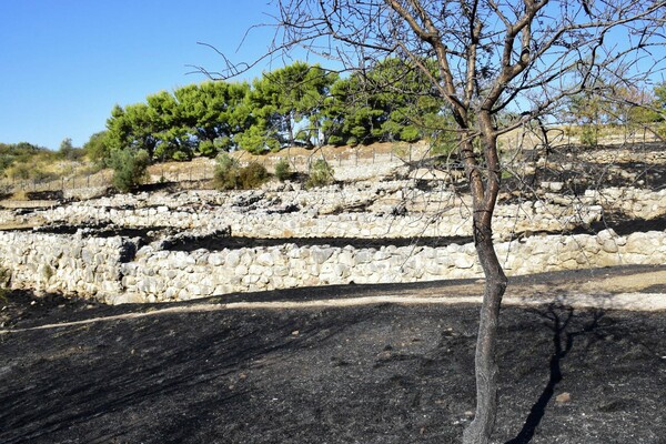 Αυτοψία Μενδώνη στις Μυκήνες, μετά τη φωτιά - Εικόνες