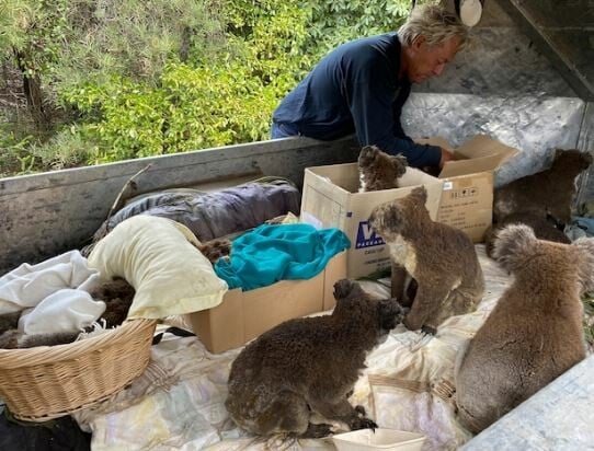 Δραματικές εικόνες με καμένα κοάλα να μεταφέρονται από κατοίκους σε καταφύγια στην Αυστραλία