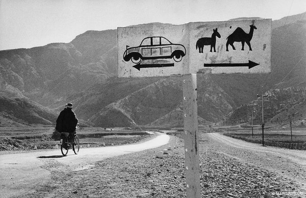 camels afghanistan