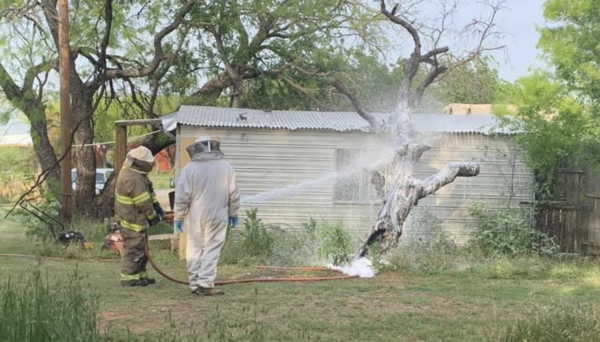 A Texas man mowing his lawn was killed after he was attacked by an aggressive swarm of bees