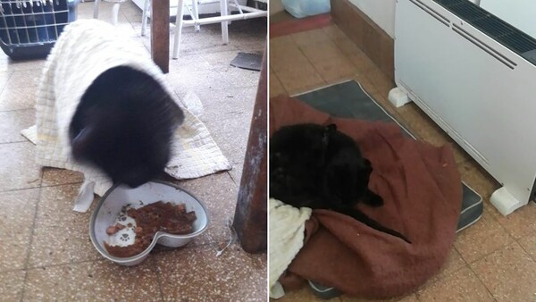 Cat Missing for 10 Days Saved from the Bottom of a Well After Dog Hears Her Cries