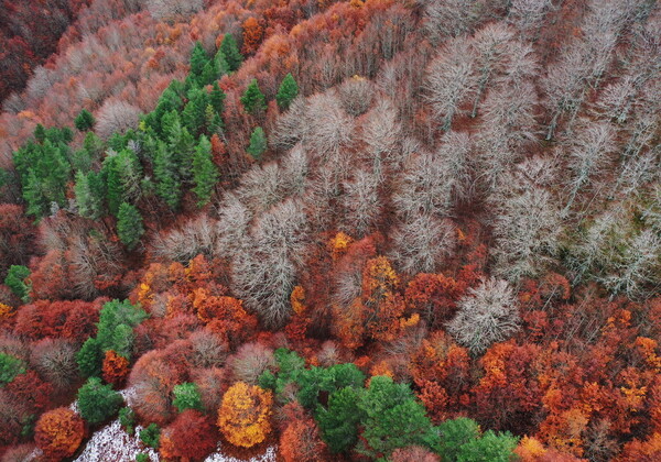 Forests the size of France regrown since 2000, study suggests