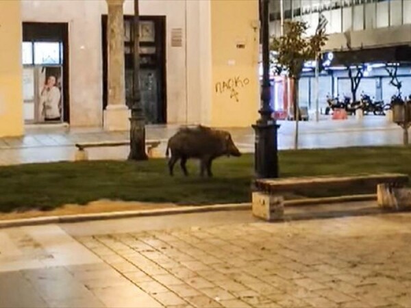 Θεσσαλονίκη: Αιχμαλωτίστηκε αγριογούρουνο που είχε βρεθεί στην πλατεία Αριστοτέλους