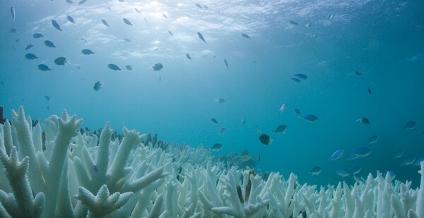 Scientists launch tool to detect bleaching of coral reefs in near real time