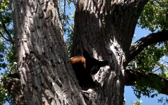 Αρκούδα πάνω σε δέντρο