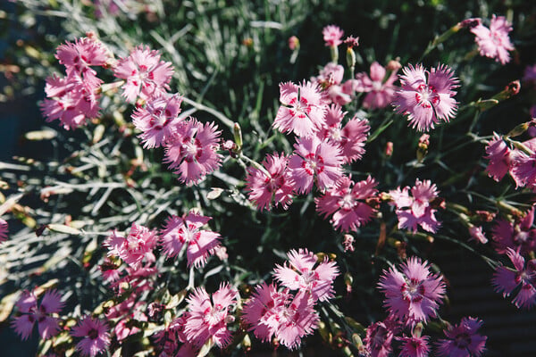 Dianthus gratianopolitanus.