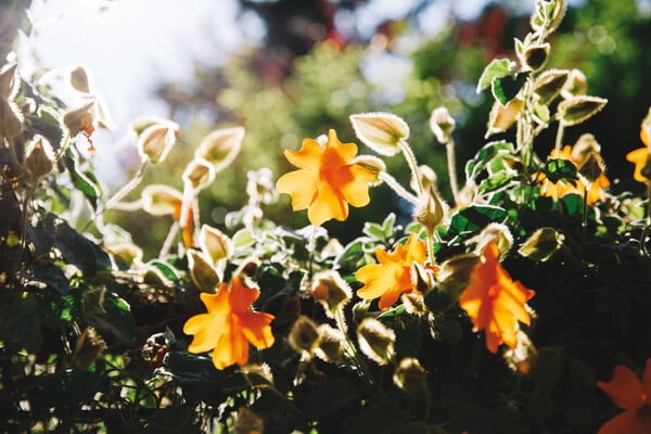 Thunbergia gregorii