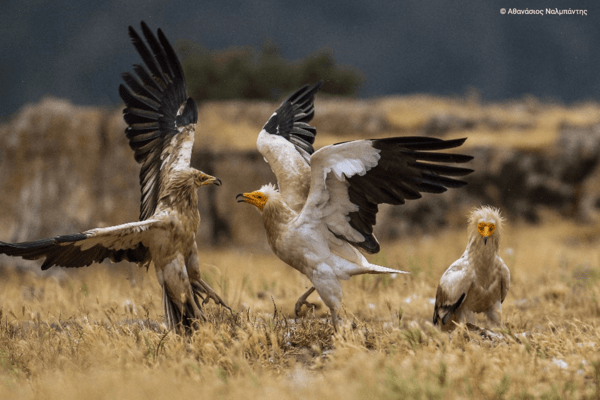 Η ομορφιά των ελληνικών περιοχών Natura 2000 σε 40 εντυπωσιακές φωτογραφίες