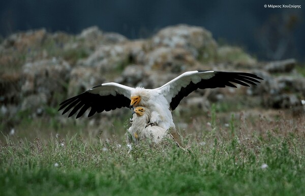 Η ομορφιά των ελληνικών περιοχών Natura 2000 σε 40 εντυπωσιακές φωτογραφίες