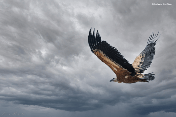 Η ομορφιά των ελληνικών περιοχών Natura 2000 σε 40 εντυπωσιακές φωτογραφίες