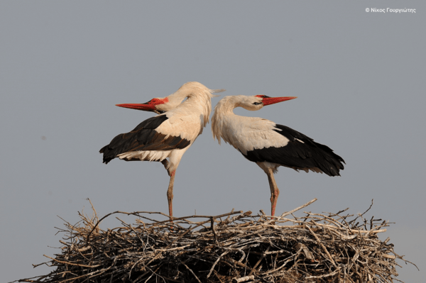 Η ομορφιά των ελληνικών περιοχών Natura 2000 σε 40 εντυπωσιακές φωτογραφίες