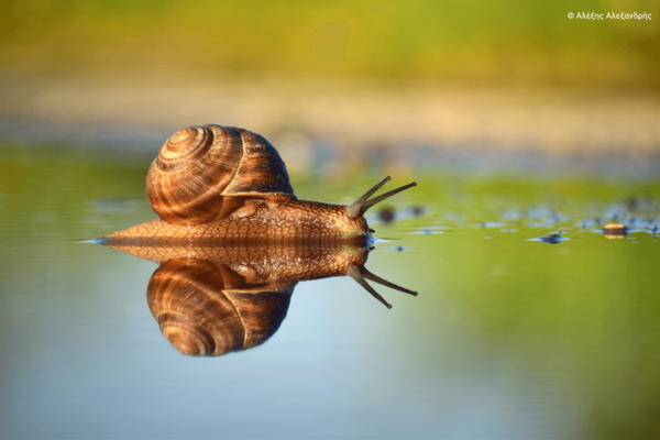 Η ομορφιά των ελληνικών περιοχών Natura 2000 σε 40 εντυπωσιακές φωτογραφίες