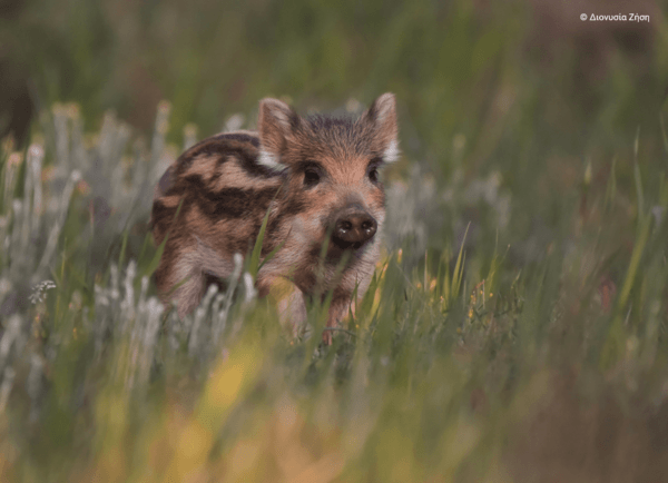 Η ομορφιά των ελληνικών περιοχών Natura 2000 σε 40 εντυπωσιακές φωτογραφίες