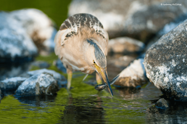 Η ομορφιά των ελληνικών περιοχών Natura 2000 σε 40 εντυπωσιακές φωτογραφίες